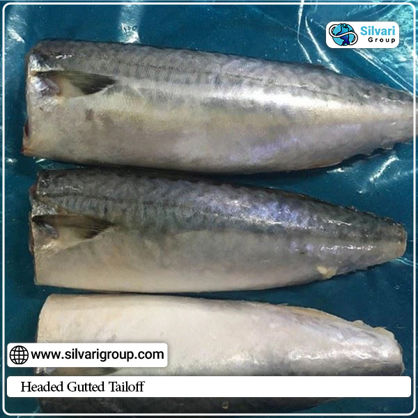 Headed Gutted Tailoff