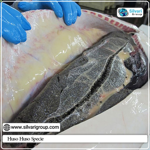Huso Huso Specie