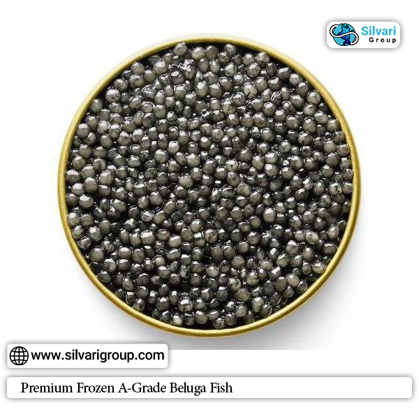 Premium Frozen A-Grade Beluga Fish