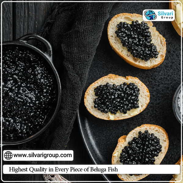 Highest Quality in Every Piece of Beluga Fish